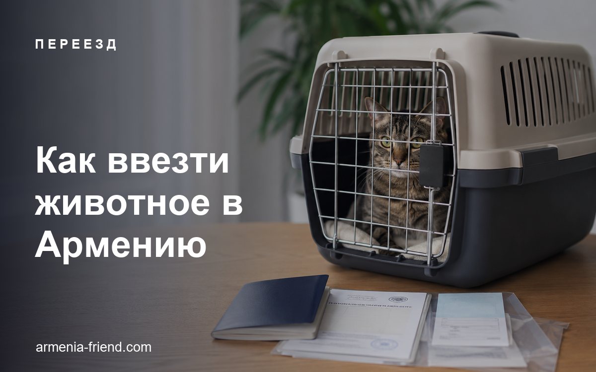 Как ввезти собаку или кошку в Армению: документы, прививки и перелёт